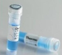 單克隆抗體 單克隆抗體