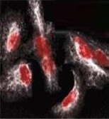 Odyssey遠紅外二抗DyLight 680/DyLight 800二抗產品