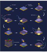 美國(guó)昂飛 Affymetrix人類SNP芯片