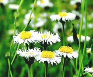 氟維司群原料藥129453-61-8