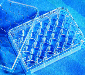 BD Falcon 96 孔細胞培養板 353077 標準TC,U形底,帶蓋