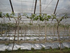 地膜，農(nóng)膜，大棚膜，纏繞膜，昌龍興農(nóng)膜