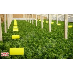 茶園氈板 蚊子黃板規格