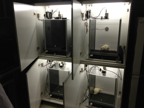 場景恐懼實驗分析系統