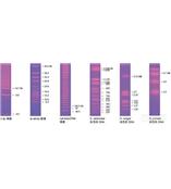 Bio-Rad脈沖場(chǎng)標(biāo)準(zhǔn)品和分子量標(biāo)尺脈沖場(chǎng)電泳標(biāo)準(zhǔn)品