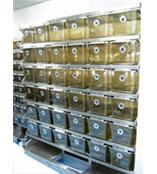 英國BIOZONE 獨立通氣籠具系統（IVC）